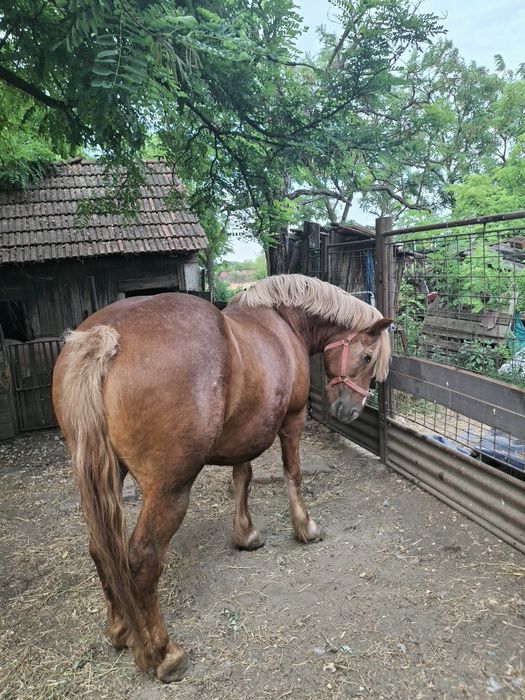 Vând iapă frumoasă și cuminte