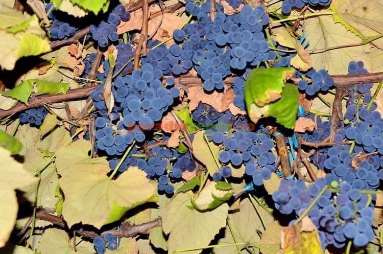 Căpșunică , Ananas , Nohan Și Frăguță anul 3 de vegetație