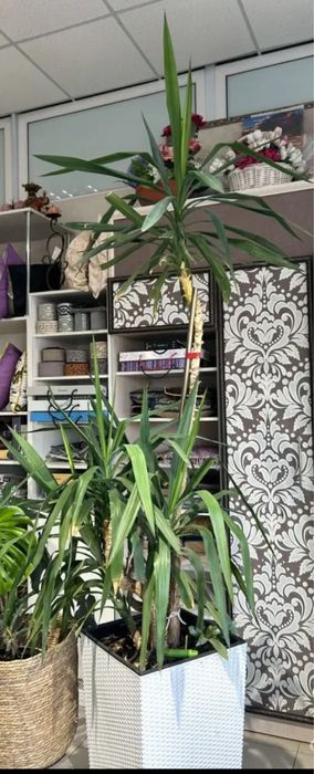 Продам пальму Юка в кашпо