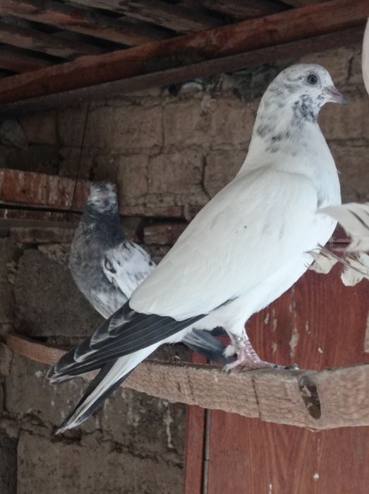 Продаются молодые голуби