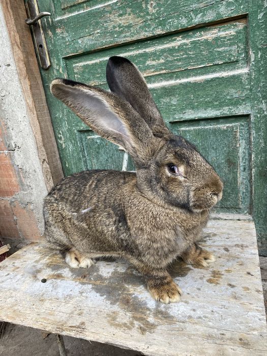 Pereche Uriaș German