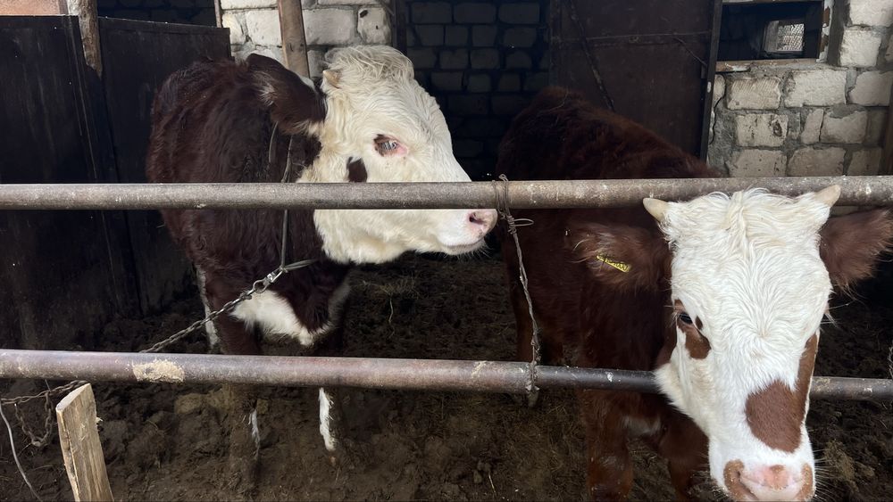 Сиыр сатылады семіз бабын да