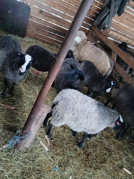 De vanzare mielute Romanov