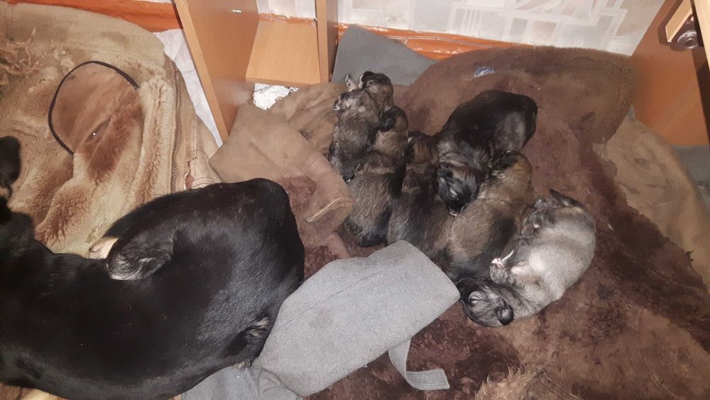 Щеночки звоночки