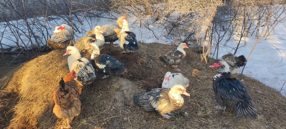 Продам индоуток цена 8000