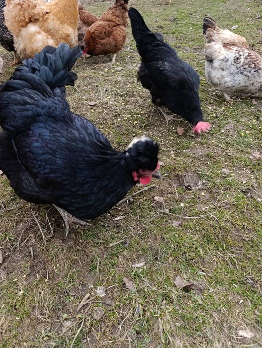 Ouă incubat găini de casă