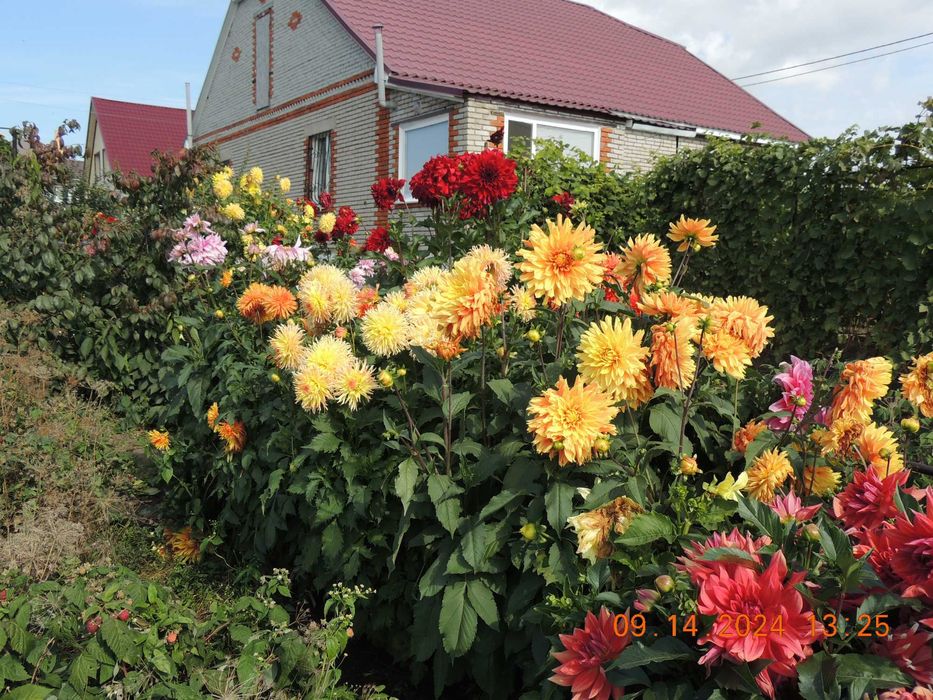 Георгины сортовые