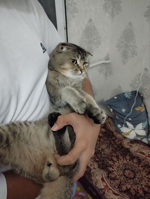 Shotlanskiy shinshila sotiladi