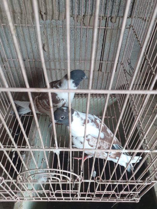 Голуби  молодеж  черноговый