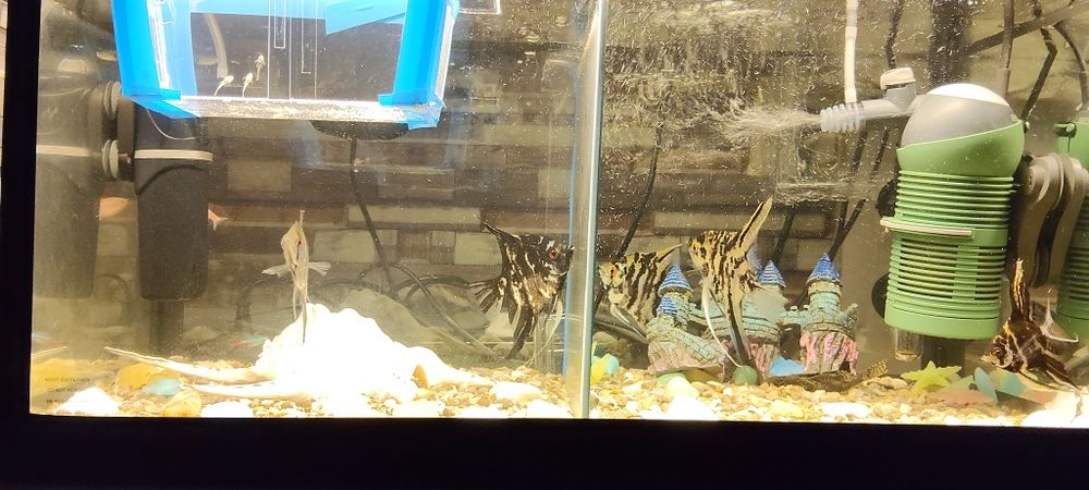 acvariu pesti pietris