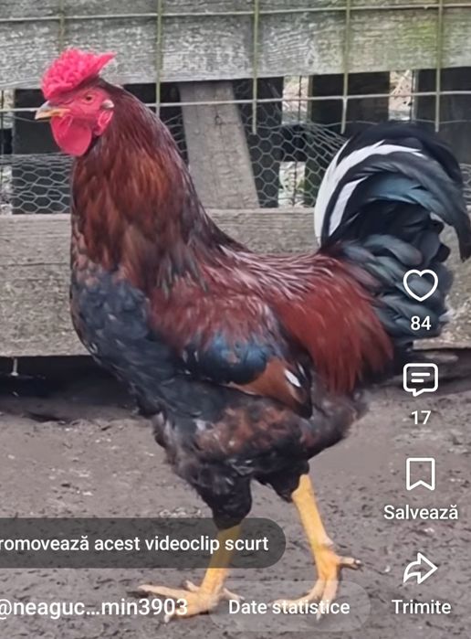 Cocos taranesc cu creasta batuta - exemplar deosebit