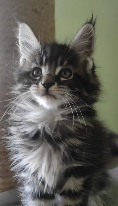 Котята мейн кун продажа.