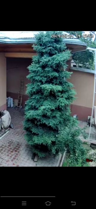 Арча сотилади.20 ёш.Келишилган нархда