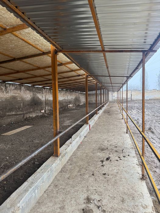 Срочно Мини ферма на Янгийул Молбозор