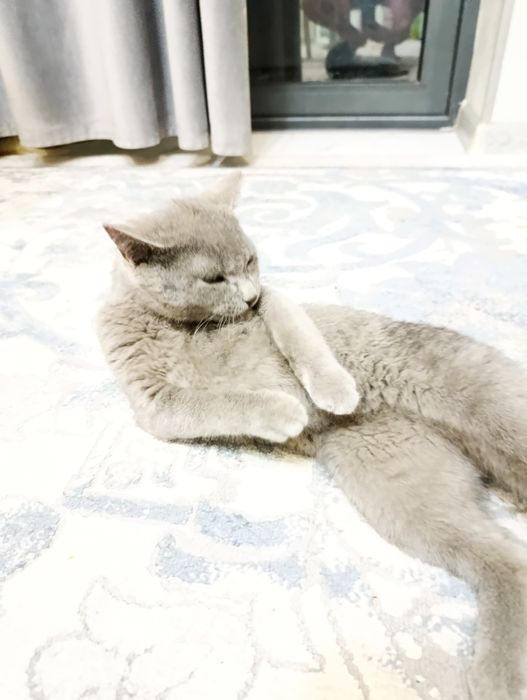 Продается британский кот