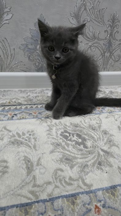 Скоттиш Фолд и Страйт котята