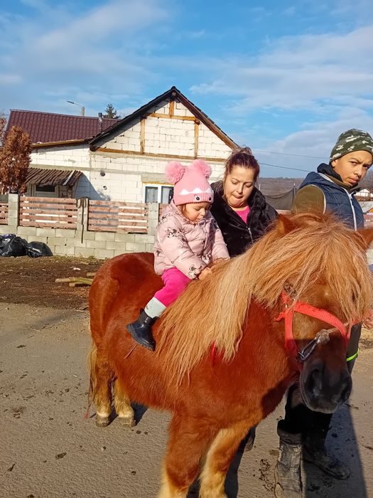 Vind ponei cuminte mai multe detali  la Telefonica