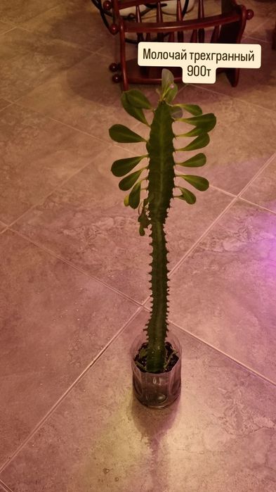 Цветы от 200 до 2500