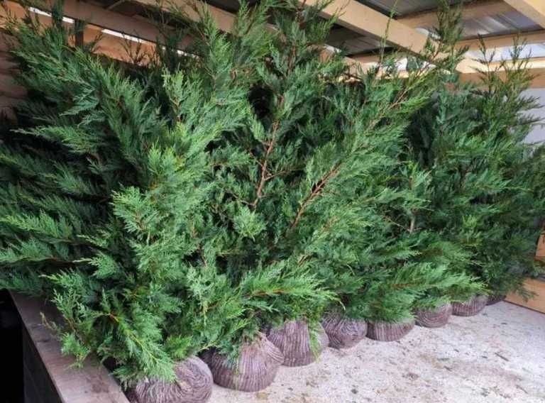 Cupressocyparis Leylandi Vesnic Verde pentru Intimitate