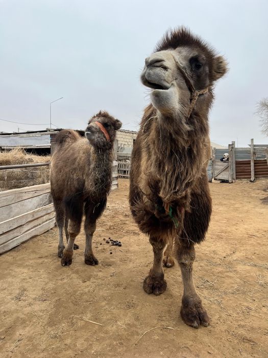 Боталы түйе сатылады