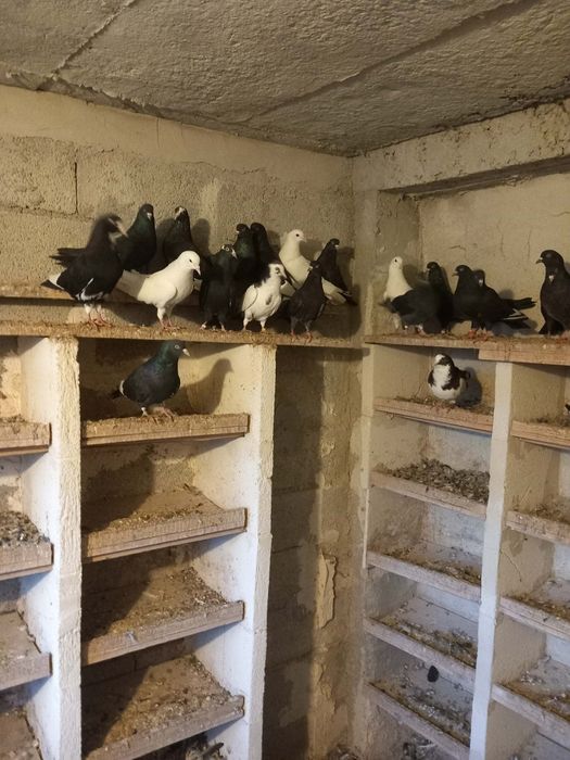 Продавам Пазарджишки високолетци