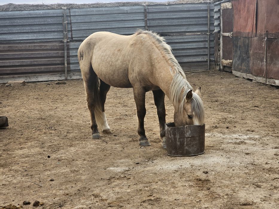 Айғыр сатылады жабы қазақы