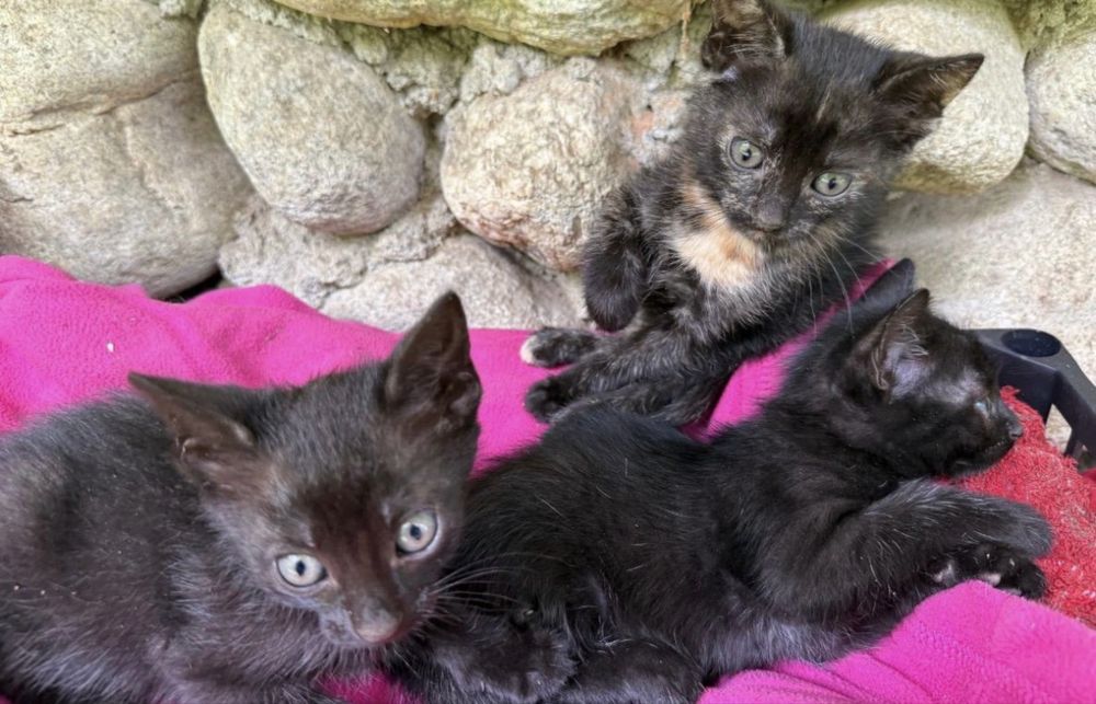 Adopție pisicuțe