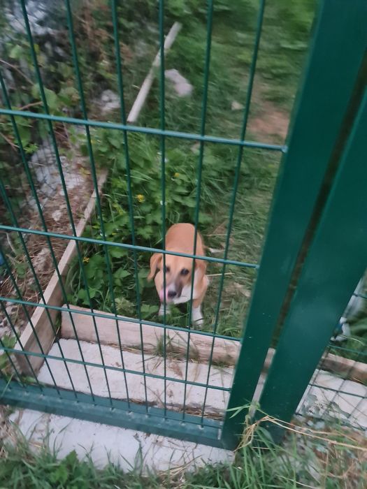 Подаряваме мъжко кученце