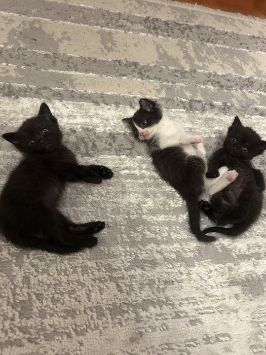 Котята ищут дом