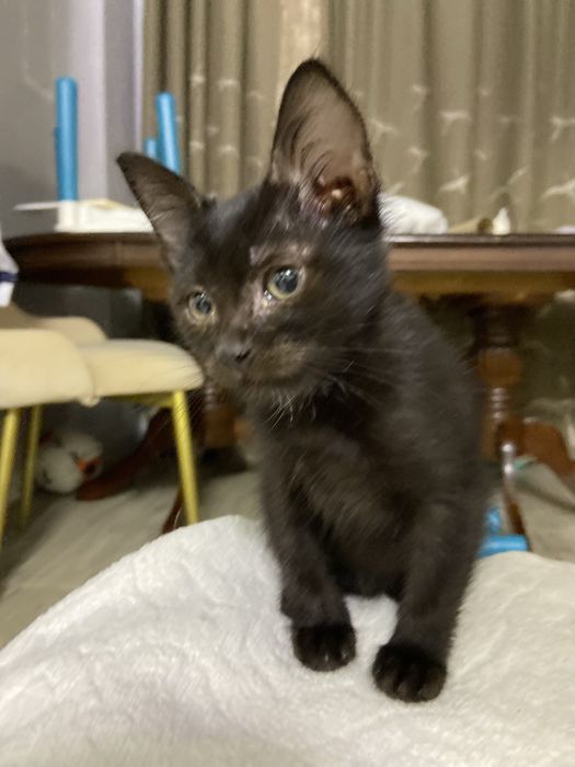 Кошечка в добрые руки