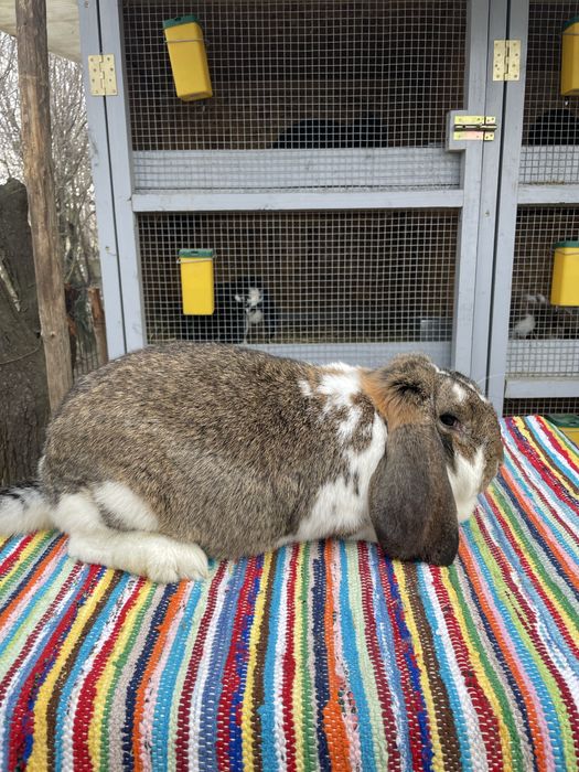 Vand femela berbec german