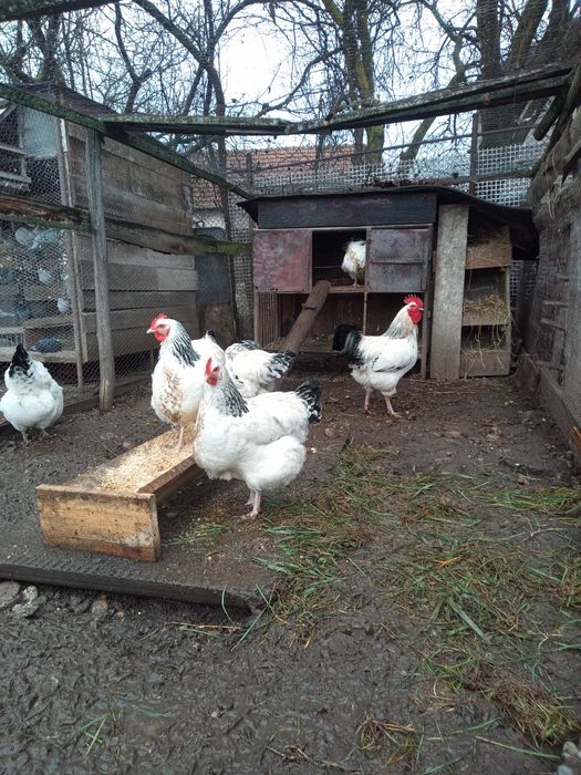 Vând oua de găini sussexi