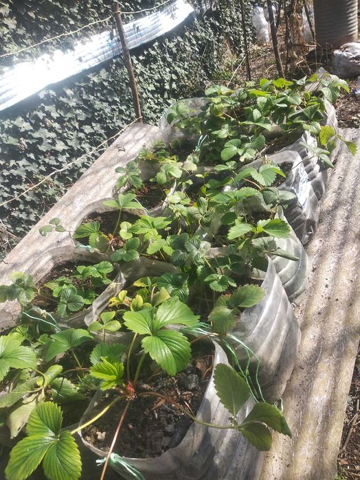 Продаются саженцы плодовых деревьев