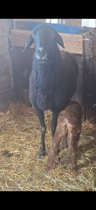 Қозылы қой сатылады.