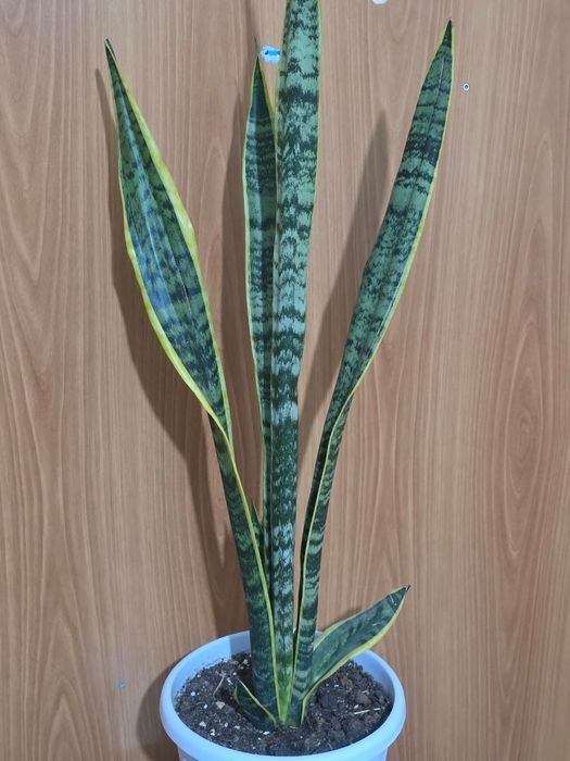 Растение Сансевиерия