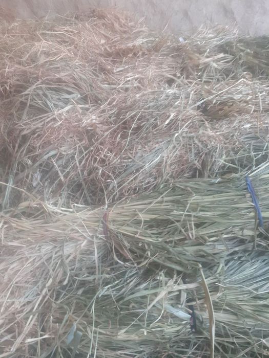 Yaxwi boqilgan Qisir qoylar sotiladi.sigirlar un xashak beda makka bor