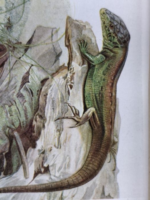 PLANȘĂ-ȘOPÂRLE – Planșă Color Veche, Rollinat, 1934