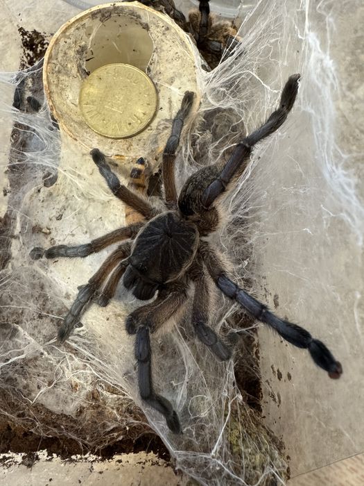 Tarantula Harpactira pulchripes