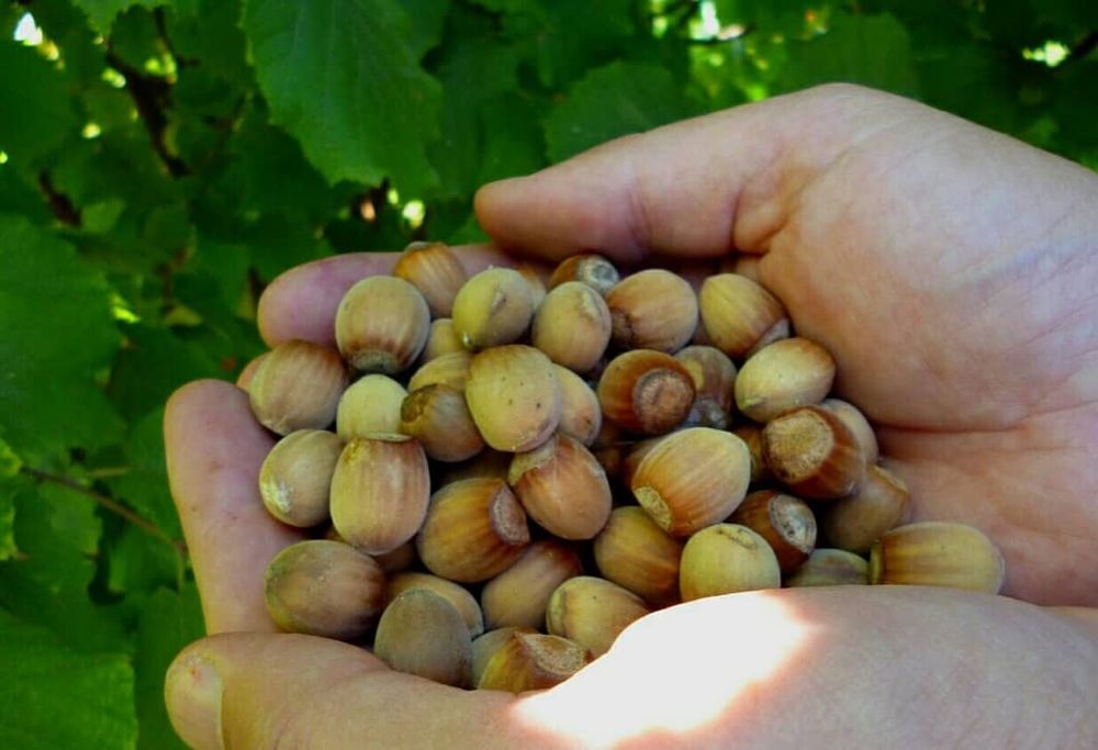 Продам дачу 7.5 сот, р/н Телецентр, общ. "Кристалл"