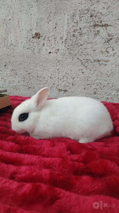 Quyon zotli karlik xatot