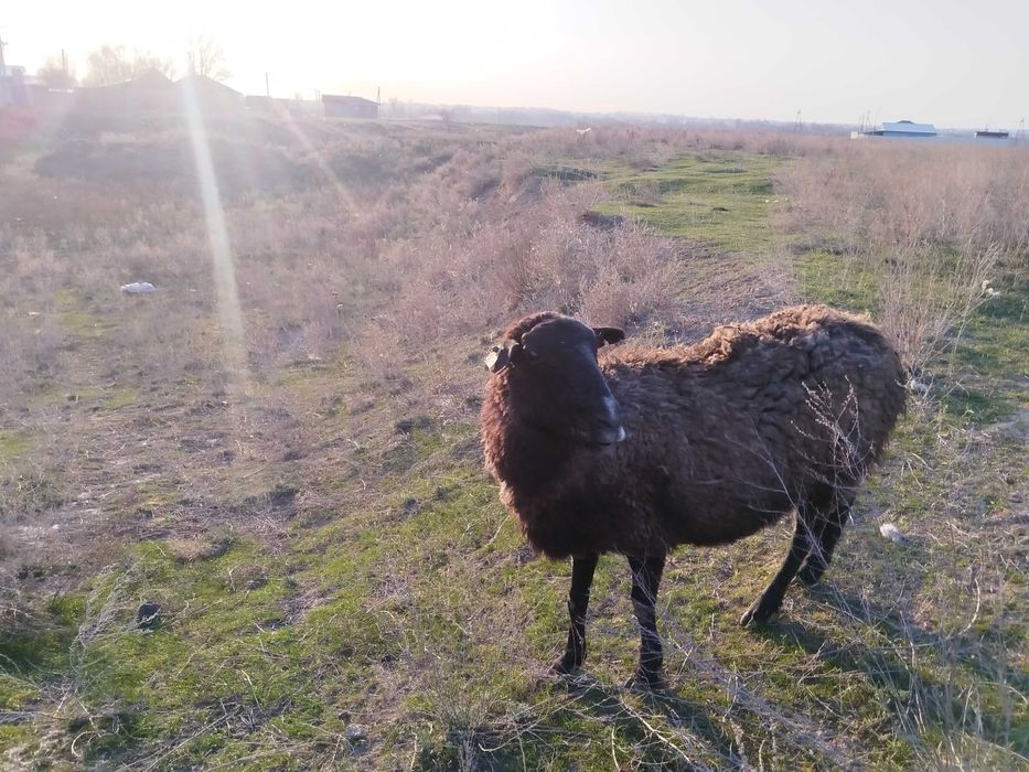 Қойларды сатамын