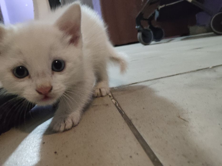 Котенок маленький