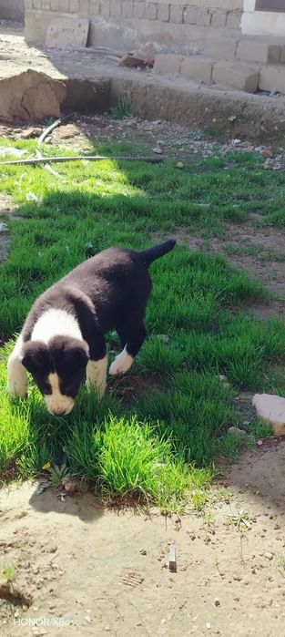 Alabay toza qon 2 ta