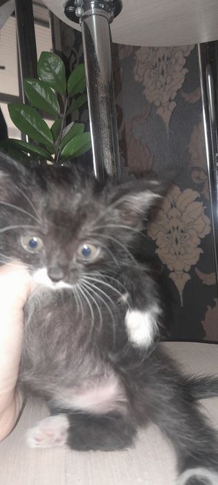 Продам котят 1 мес