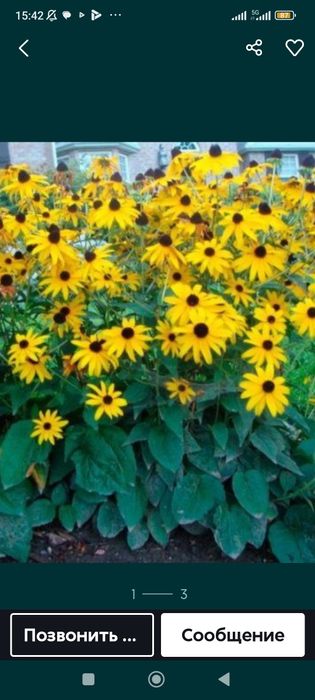 Цветы многолетний