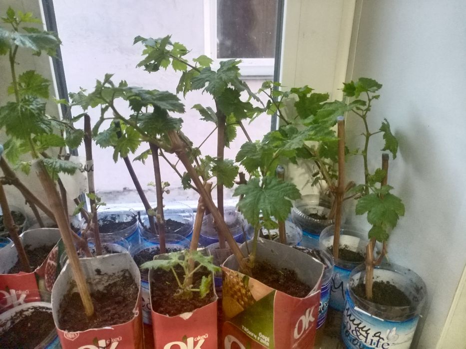 Продам цветы  многолетники