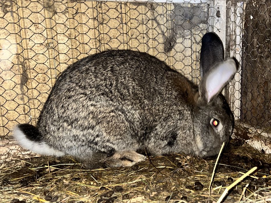 Iepuri Berbec German si Urias german