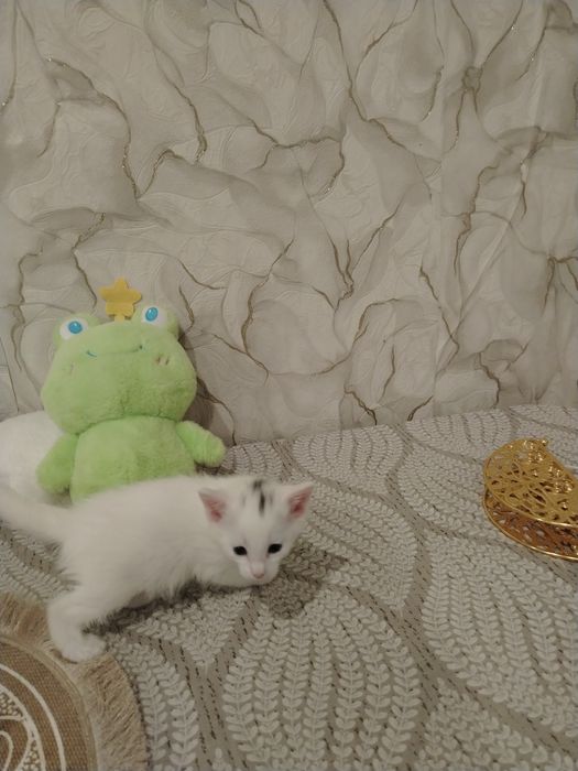 Отдам в добрые руки