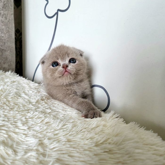 Шотландские малыши