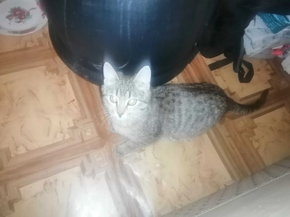 Отдам в добрые руки